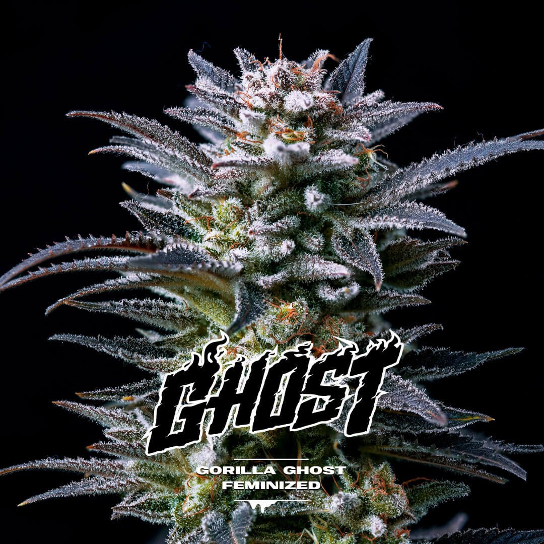 Gorilla Kingdom Ghost Feminized by BSF Seeds