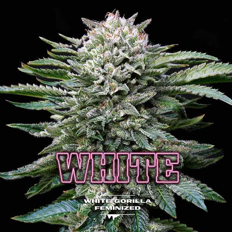 Gorilla Kingdom White Feminized by BSF Seeds