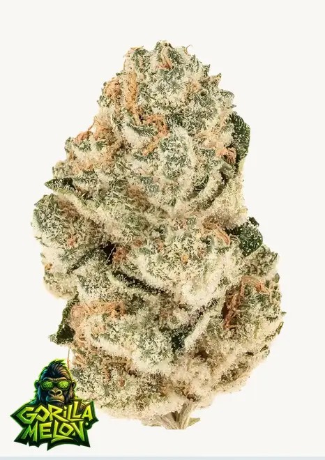 Gorilla Melon Feminized by Fast Buds