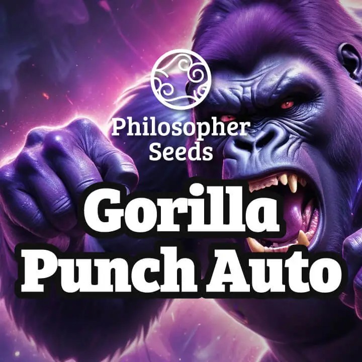Gorilla Punch Auto Autoflower by Philosopher Seeds