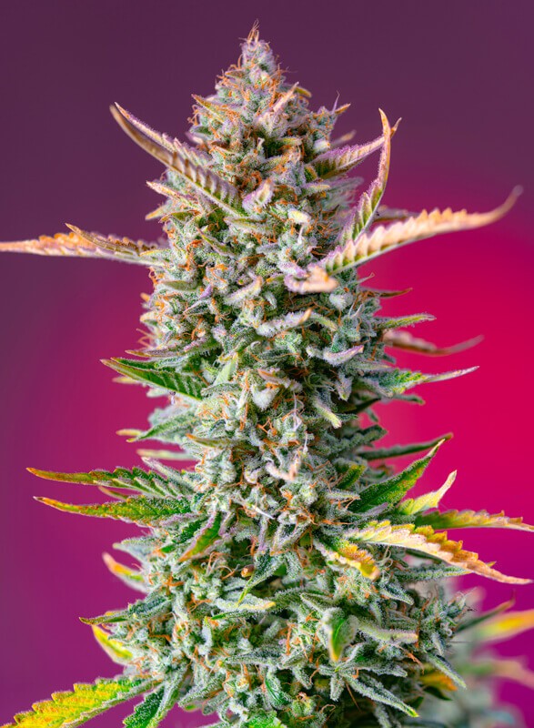 Gorilla Sherbet F1 Fast Version Feminized by Sweet Seeds