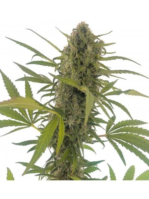 Gorilla Snow Ultra CBD Feminized by Elite Seeds