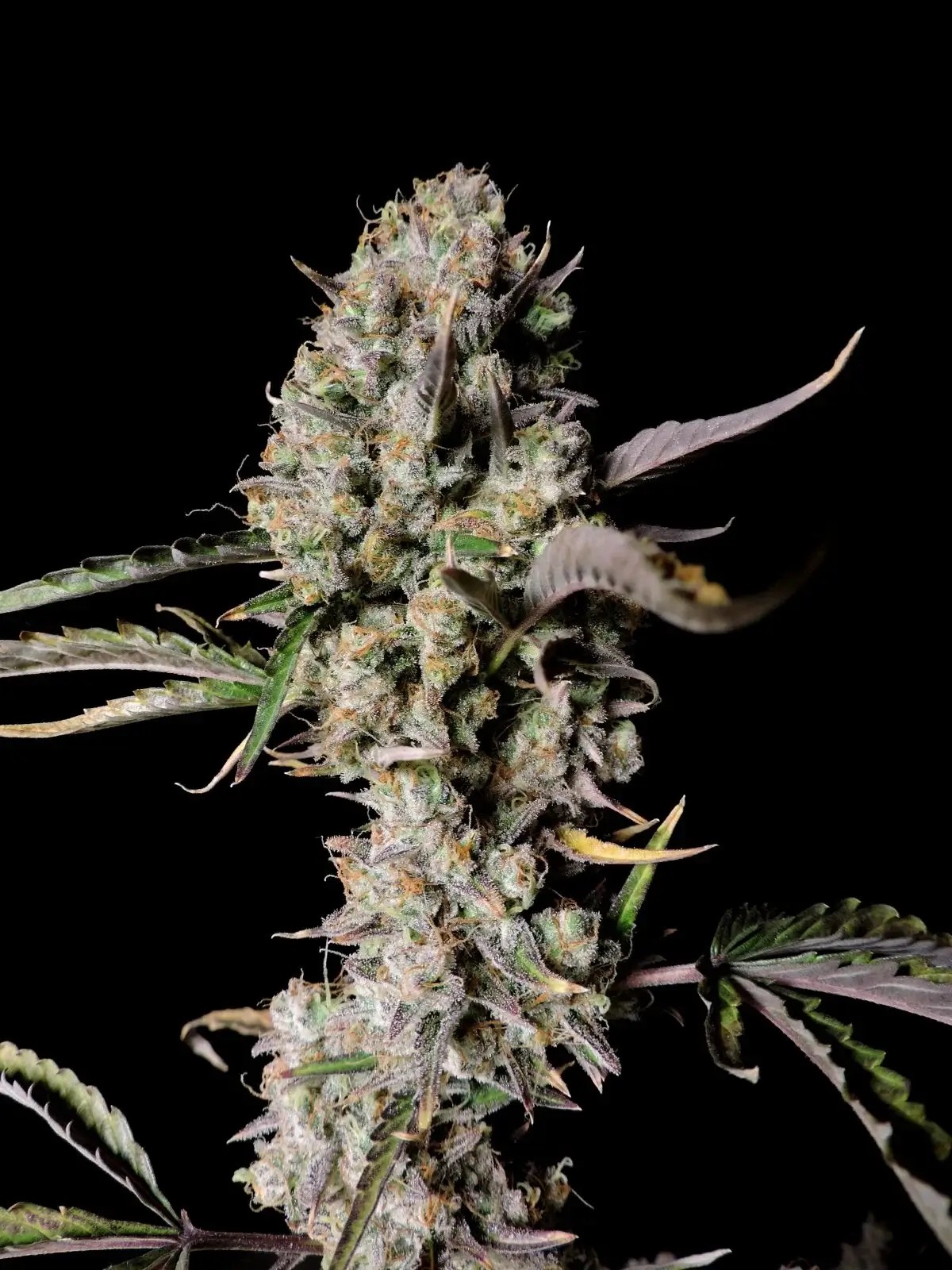 Gorilla Z Auto Autoflower by Fast Buds