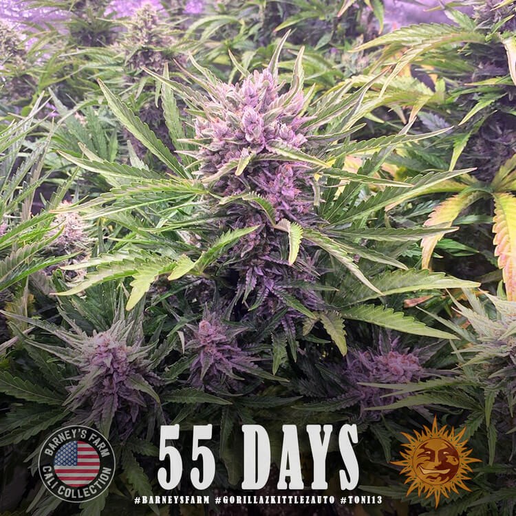 Gorilla Zkittlez Auto Autoflower by Barneys Farm