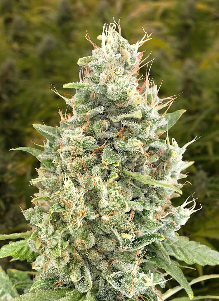 Gorilla Zkittlez Auto Autoflower by High Speed Buds