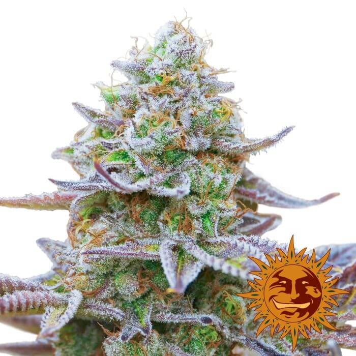 Gorilla Zkittlez Feminized by Barneys Farm