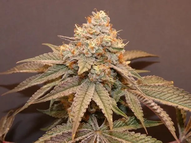 Goulazh Feminized by Bask Triangle Farms