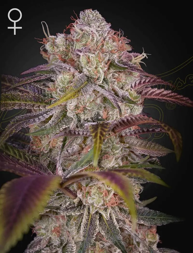 Gran Jefa Feminized by Green House seeds