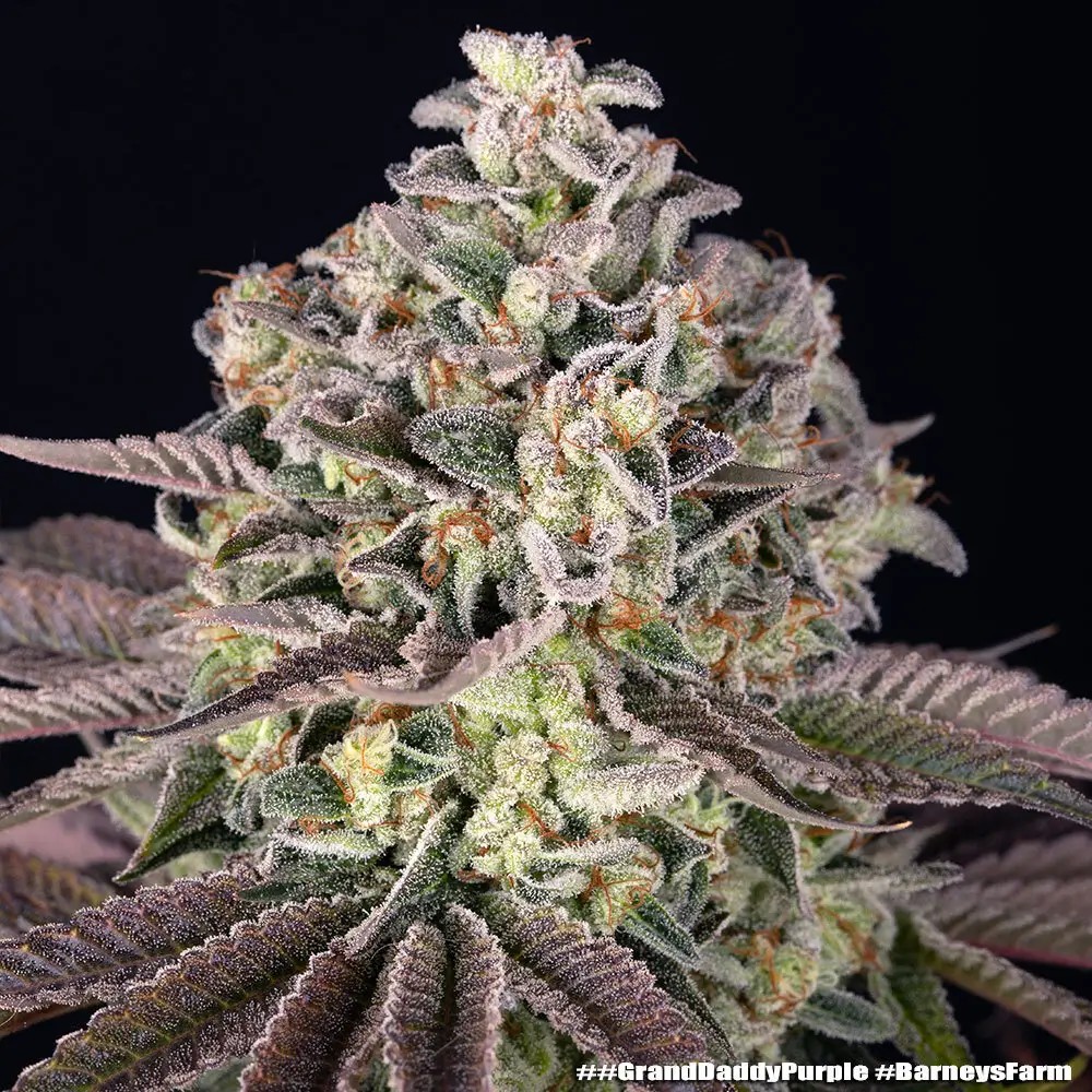 GrandDaddy Purple Feminized by Barneys Farm