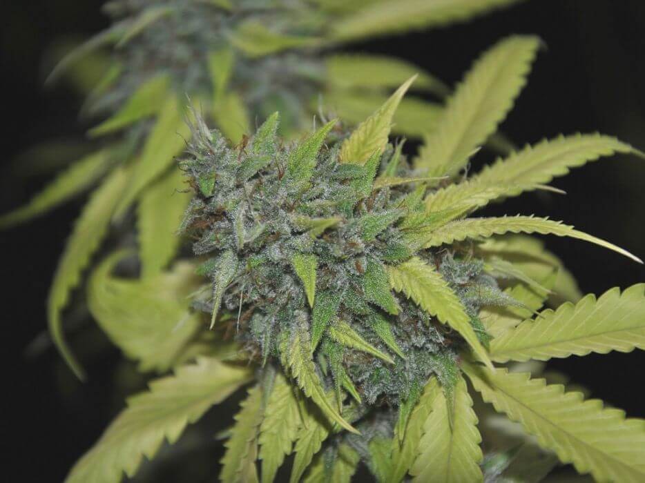 Grandaddy Confidential Feminized by Pheno Finder Seeds