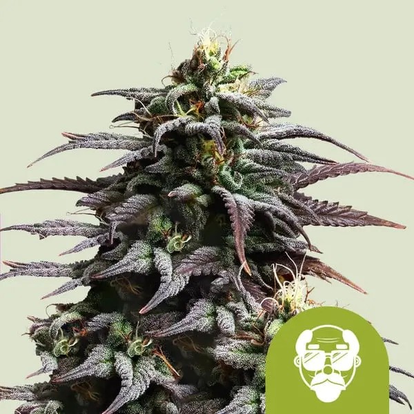 Granddaddy Purple Auto Autoflower by Royal Queen Seeds
