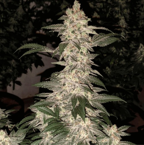 Grandpa's Cookies R1 Feminized by Ethos Genetics