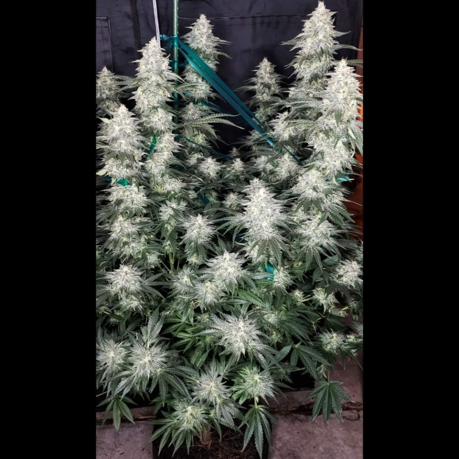 Grandpa's Stash Feminized by Ethos Genetics