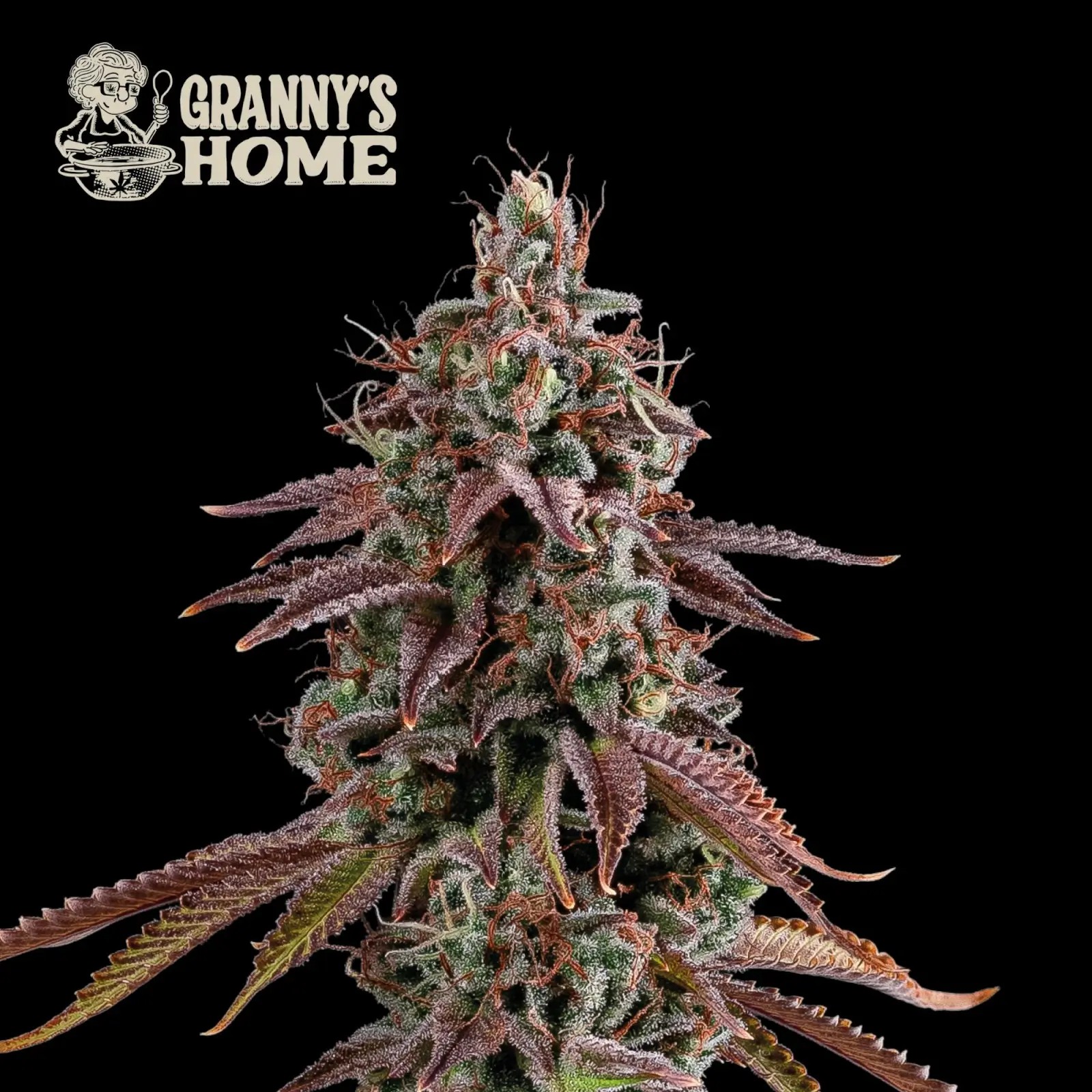 Granny's Home Feminized by Seedstockers