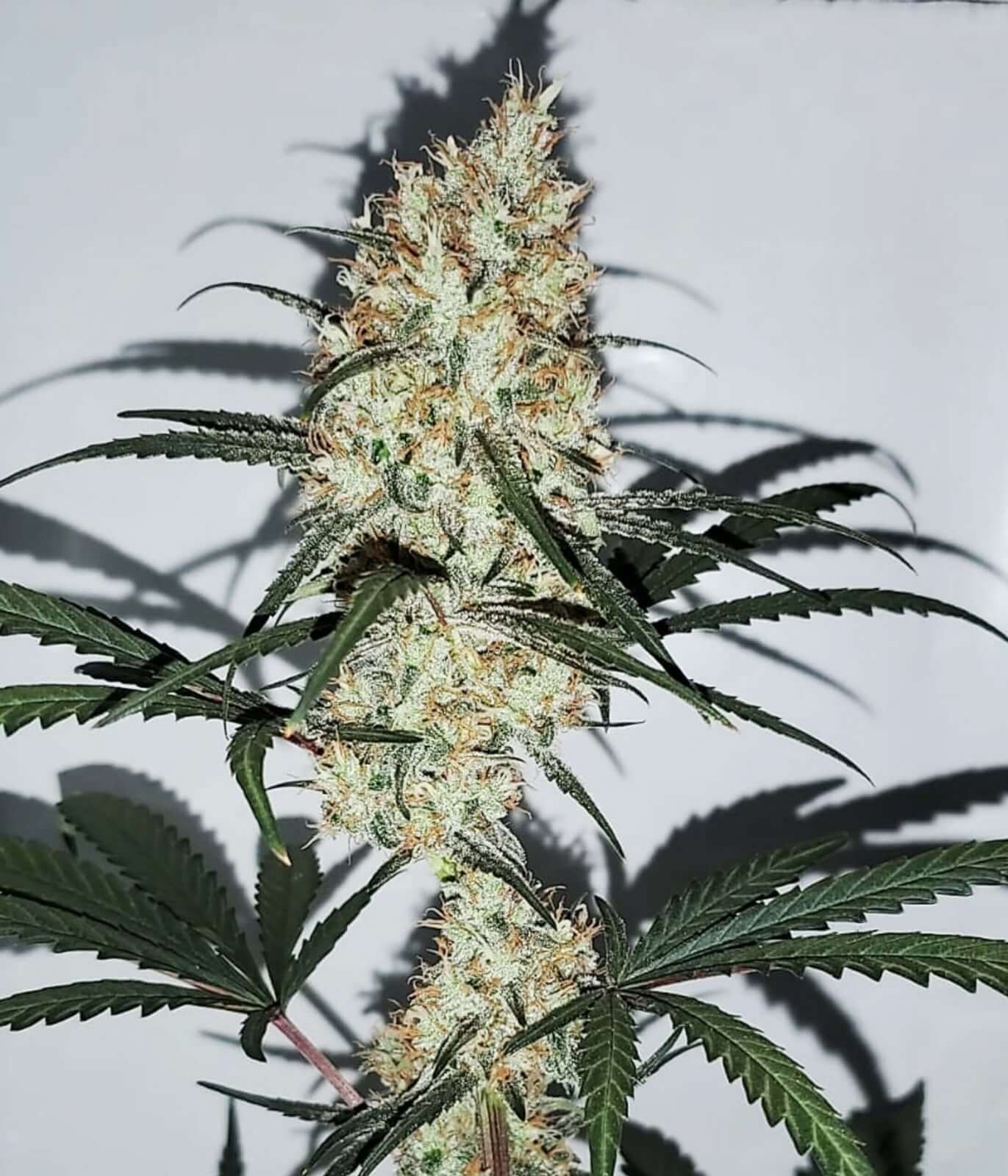 Grape Amnesia Feminized by Female Seeds
