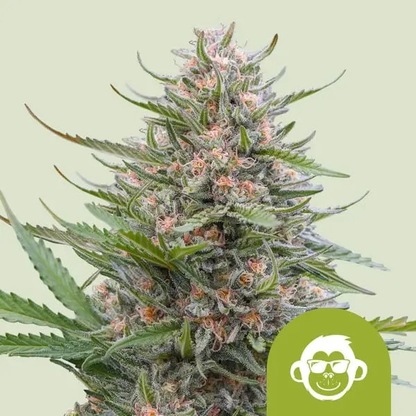Grape Ape Auto Autoflower by Royal Queen Seeds