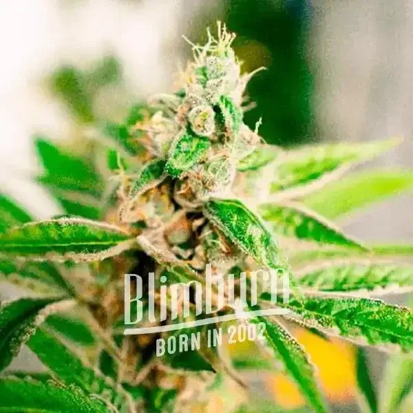 Grape Ape Feminized by Blimburn Seeds