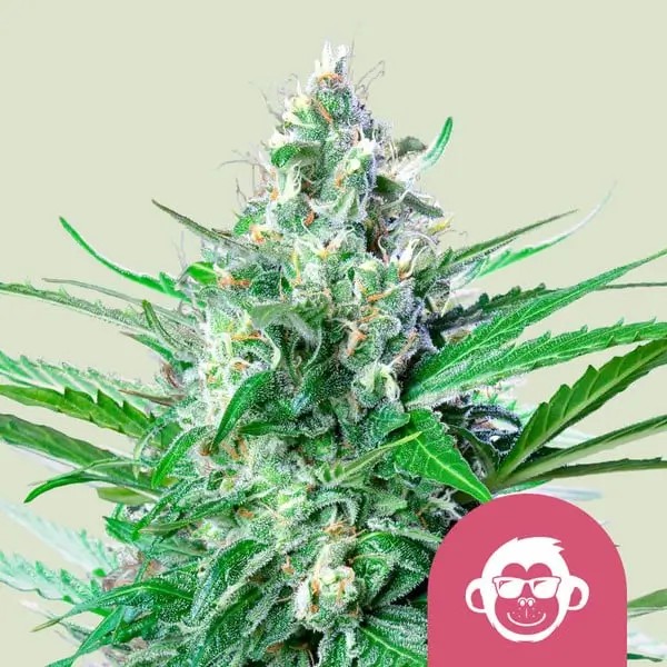 Grape Ape Feminized by Royal Queen Seeds
