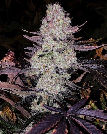 Grape Diamonds Feminized by Ethos Genetics