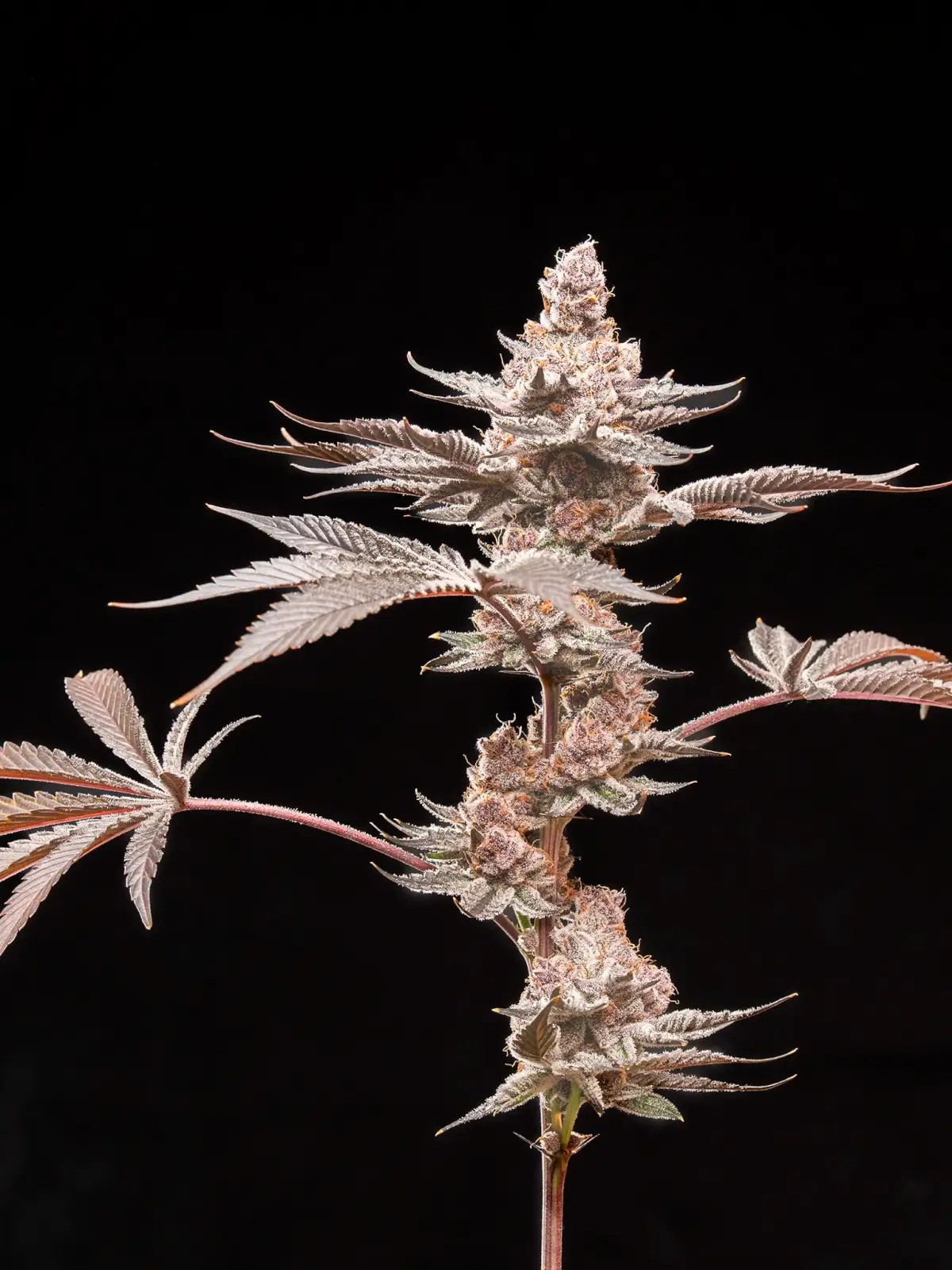 Grape Sunshine Feminized by World Breeders