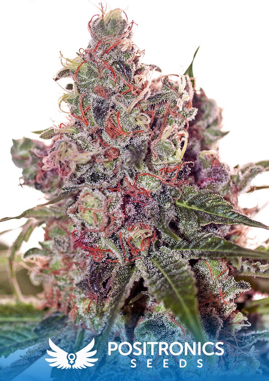 Grapefruit Feminized by Positronics
