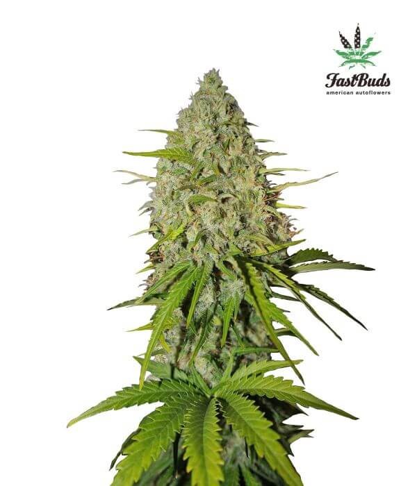 Grapefruit Matic Autoflower by Fast Buds