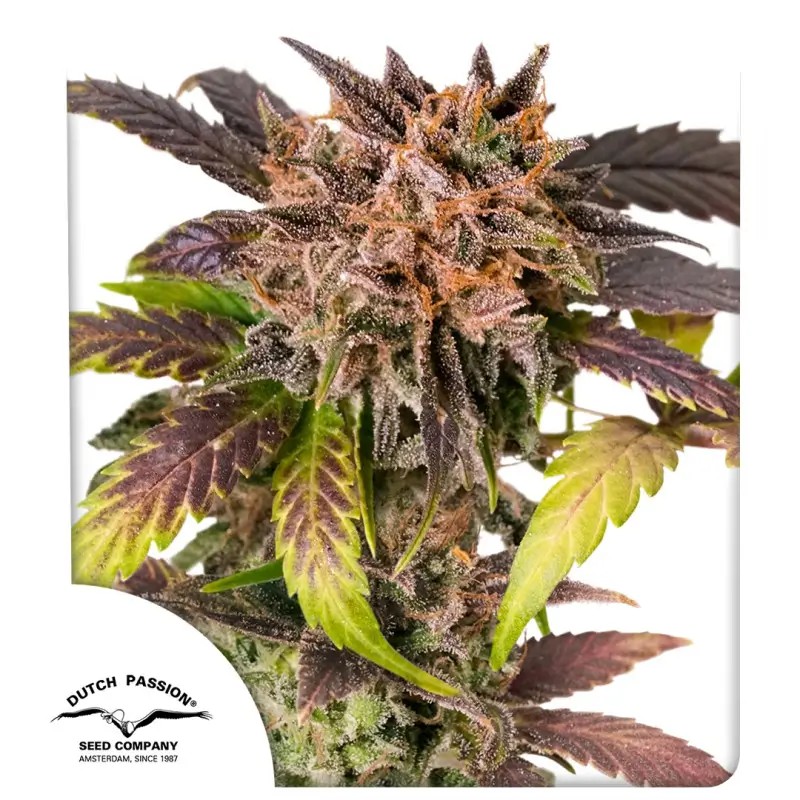 GrapefruitZ Auto Autoflower by Dutch Passion