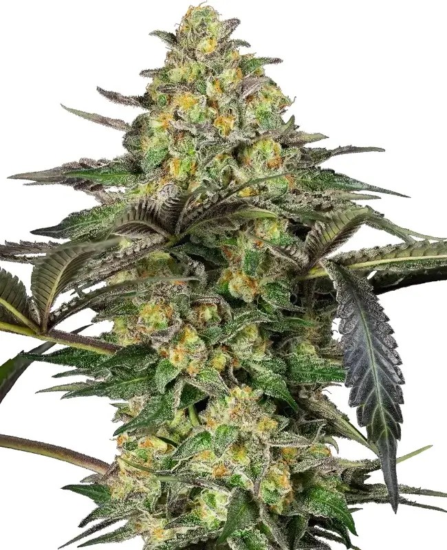 Grapevine Candy Feminized by Sensi Seeds
