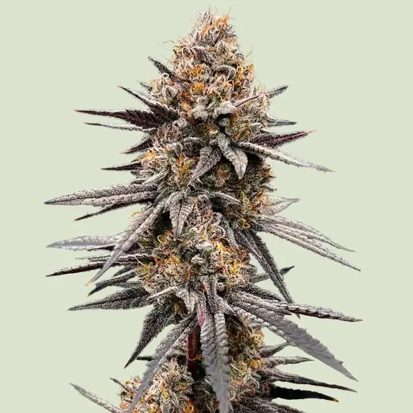 Gravity Berry F1 Feminized by Royal Queen Seeds