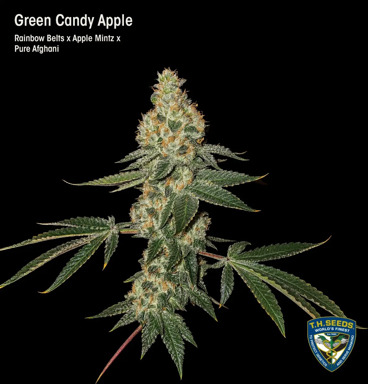 Green Candy Apple Feminized by T.H. Seeds
