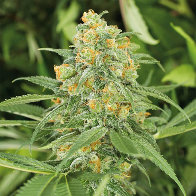 Green Crack 2.0 Feminized by Humboldt Seed Organization