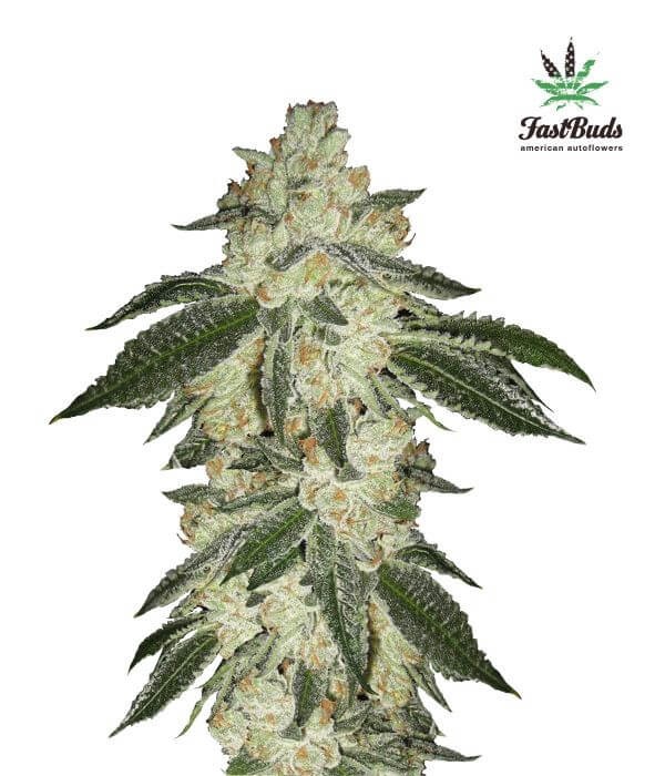 Green Crack Autoflower by Fast Buds