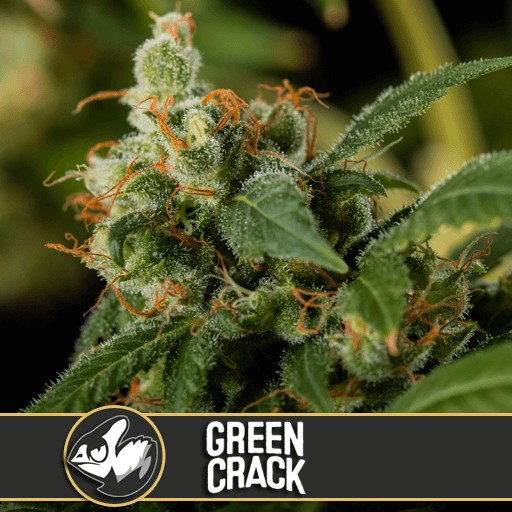 Green Crack Feminized by Blimburn Seeds
