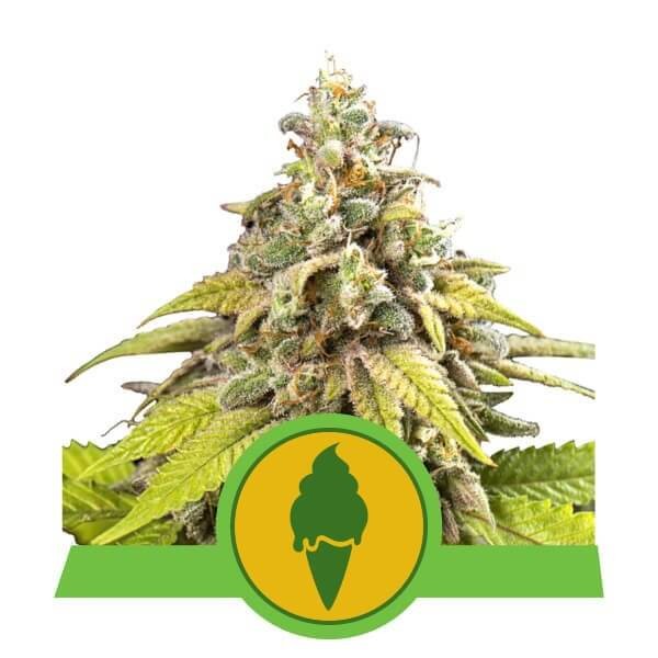 Green Gelato Automatic Autoflower by Royal Queen Seeds
