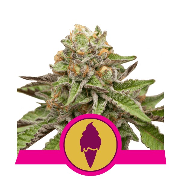 Green Gelato Feminized by Royal Queen Seeds