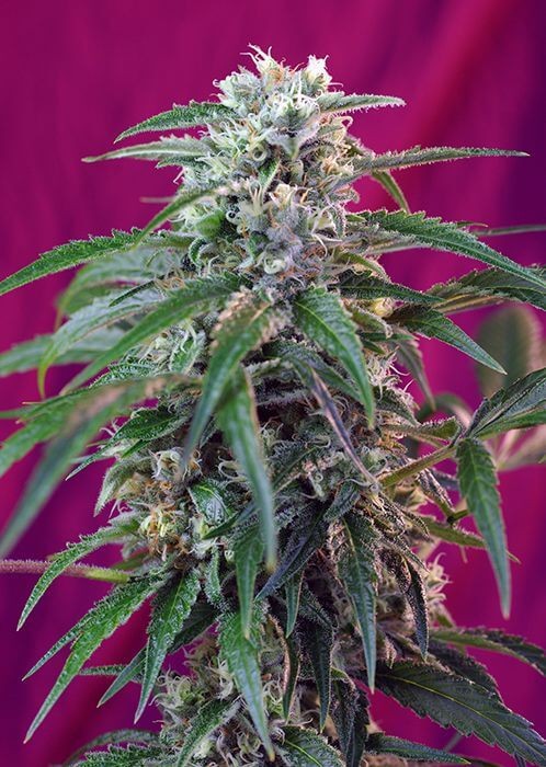 Green Poison Auto Autoflower by Sweet Seeds