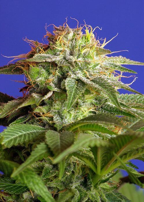 Green Poison Feminized by Sweet Seeds
