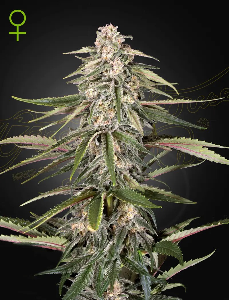Green-O-Matic Autoflower by Green House seeds