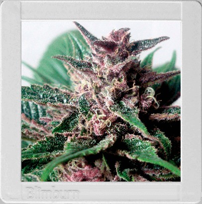 Grizzly Purple Auto Autoflower by Blimburn Seeds
