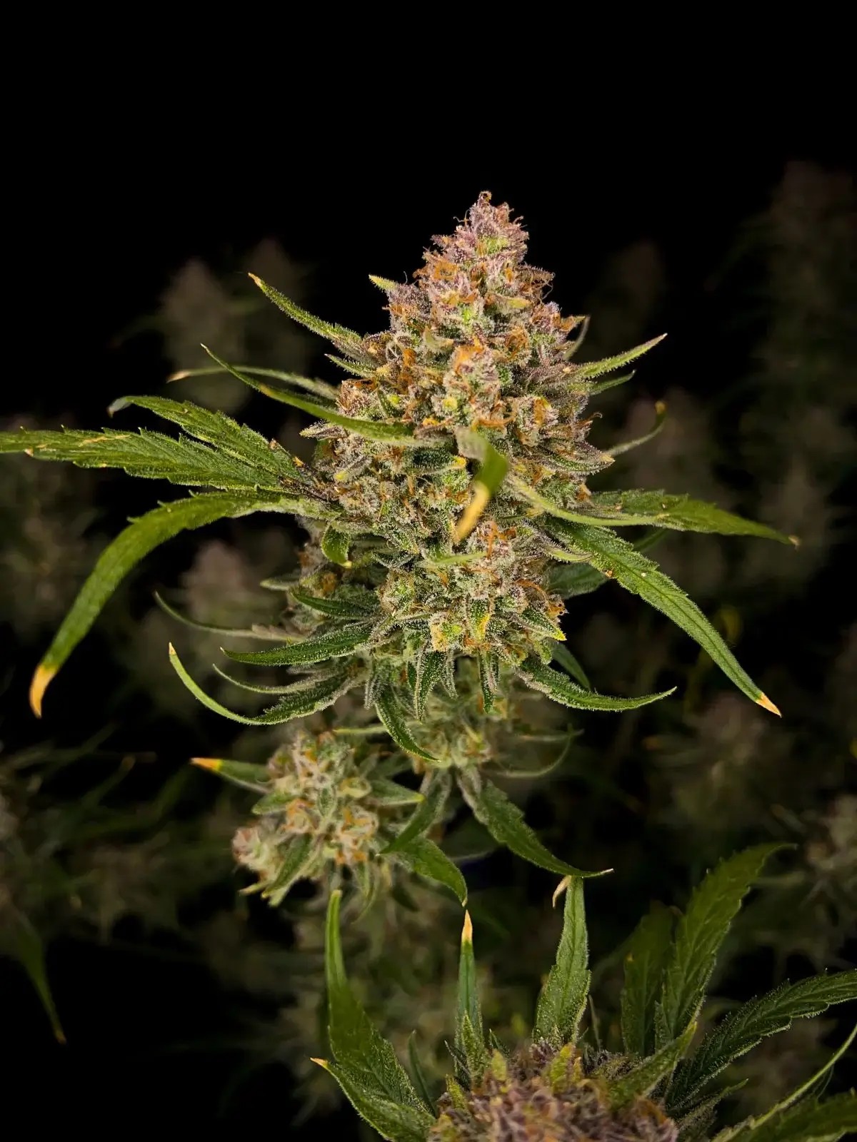 Guava Auto Autoflower by Fast Buds