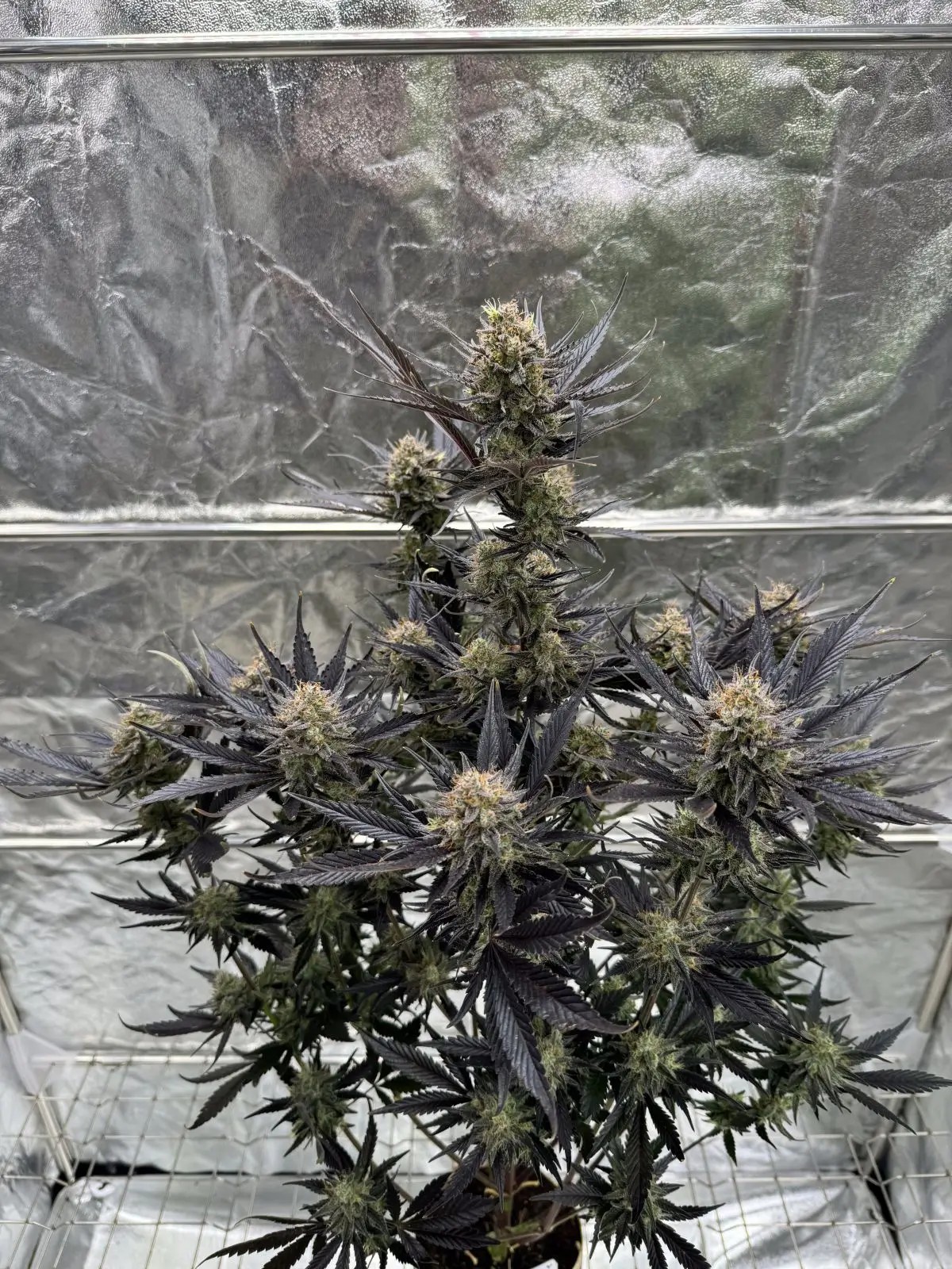 Guava Auto RF3 Autoflower by Fast Buds