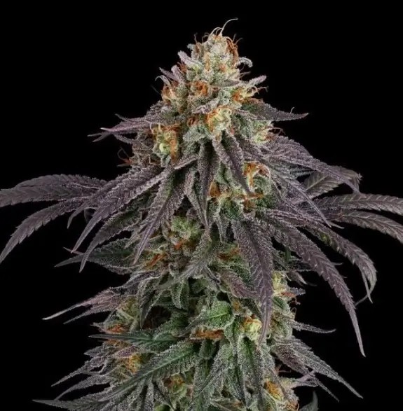 Guava Root GMO Autoflower by Seedsman
