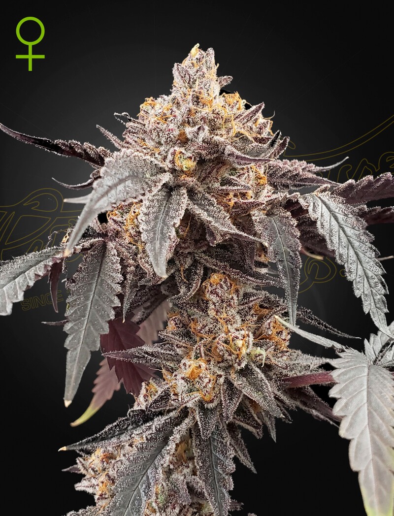 Guava x Gelato 41 Auto Autoflower by Green House seeds