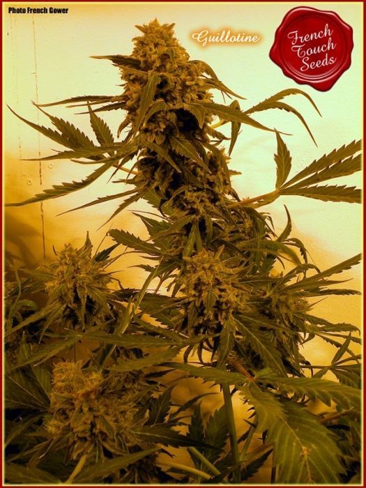 Guillotine Auto Autoflower by French Touch Seeds
