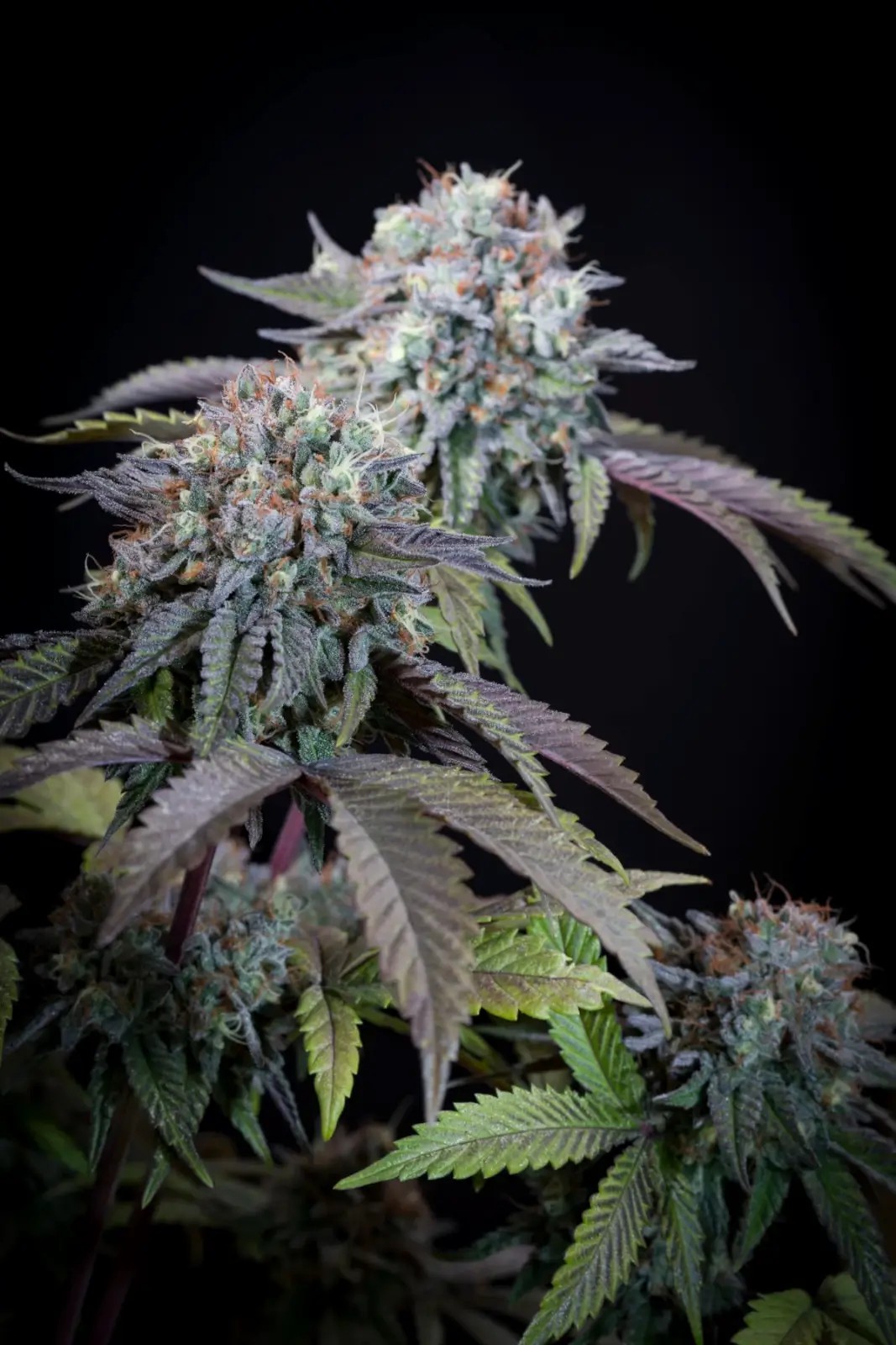 Gulupa Feminized by Paradise Seeds