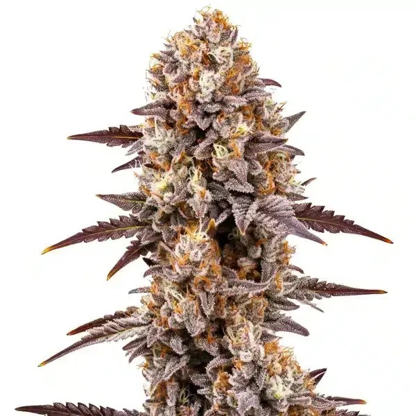 Gumbo Feminized by Blimburn Seeds