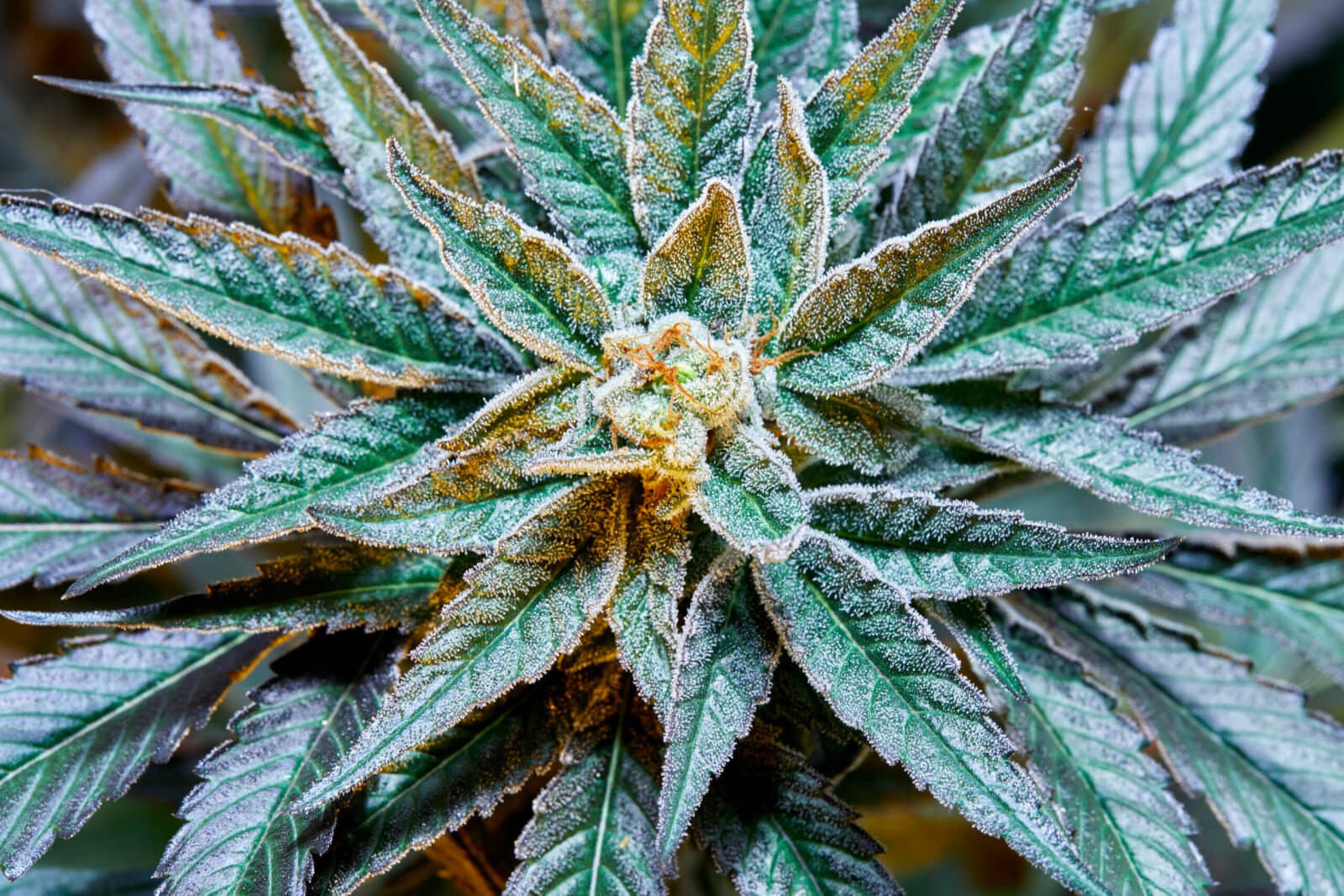 Gush Mints S1 Feminized by Purple City Genetics