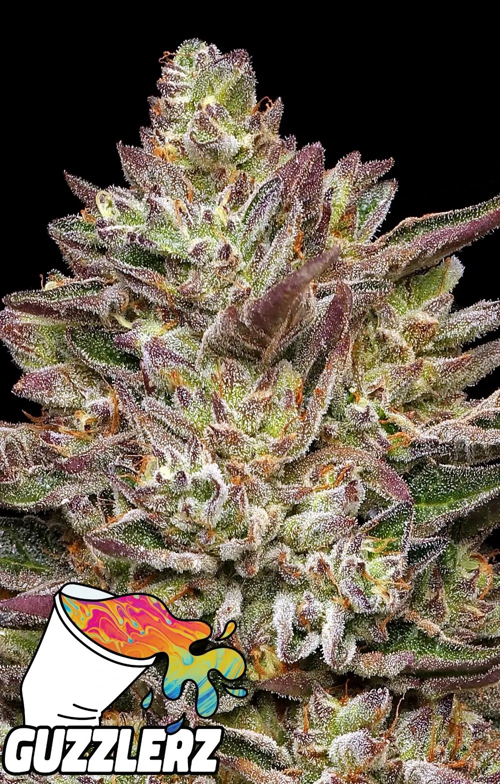 Guzzlerz Feminized by Humboldt Seed Company