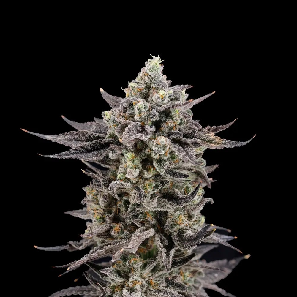 Häagen-Runtz Feminized by Nine Weeks Harvest