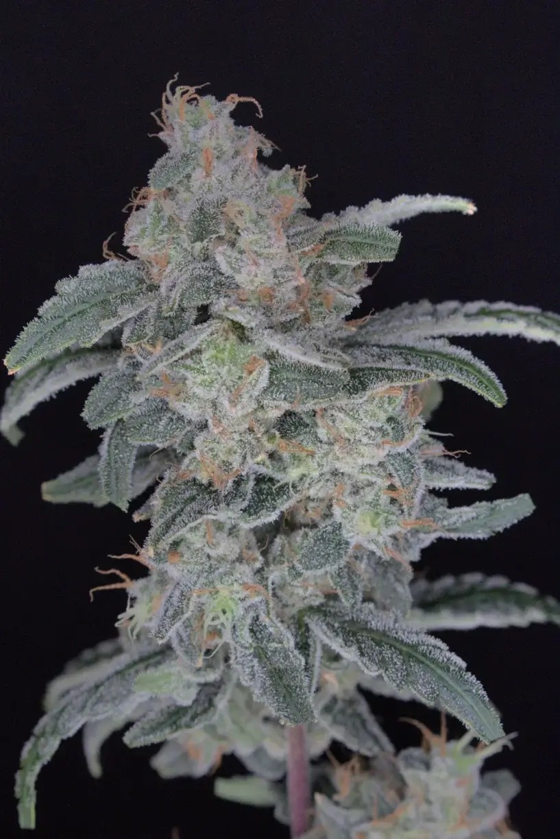 HB Dunkin’z Feminized by Pure Instinto